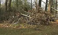 Tree Cutting, Rake Leaves, Rototiling, Stump Grinding,Hedge Trim, View more