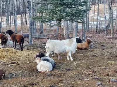 Big Proven Dorper Ram, View more