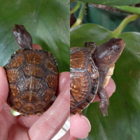 Terrestrial Tortue boite à trois doigts / Three-toed box turtle