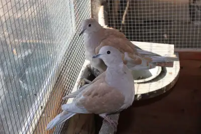 Doves for sale, hatched in the spring of this year, View more