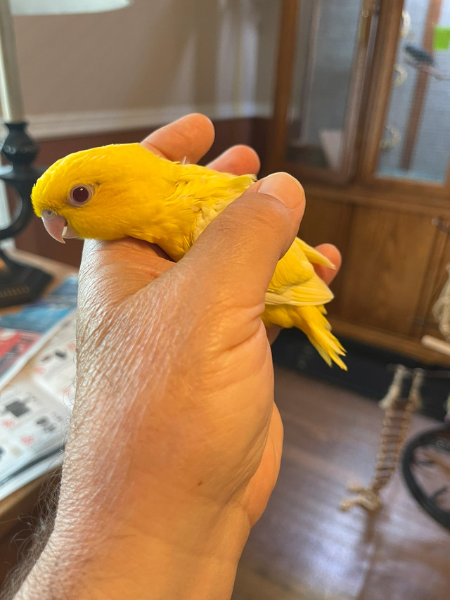 Parrot, Parakeet birds for sale Toui Catherine, Lineolated, Birds for