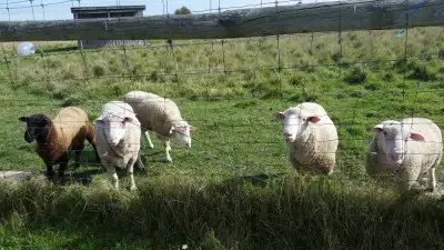 Breeding Rams: Sell or Rent, View more