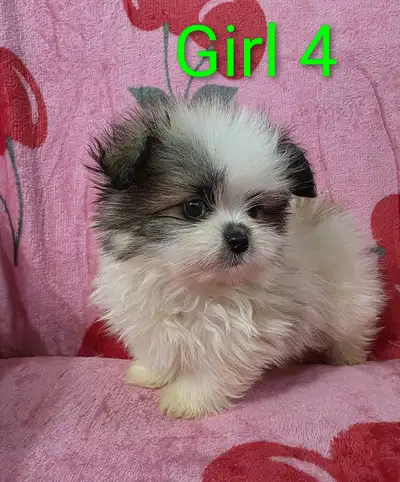 CavaShihtz, View more