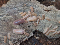 SALE on Isopods