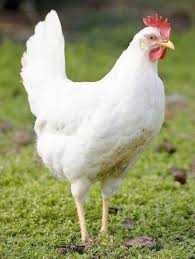 Looking for White Leghorn Pullets 