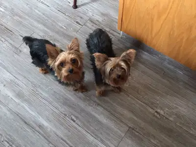 SOLD-Yorkie Puppies for sale, View more