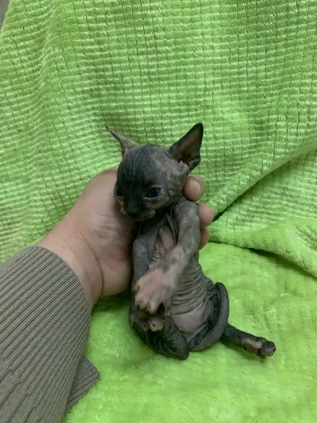 Sphinx Kittens for Adoption in Cats & Kittens for Rehoming in City of Montréal - Image 5