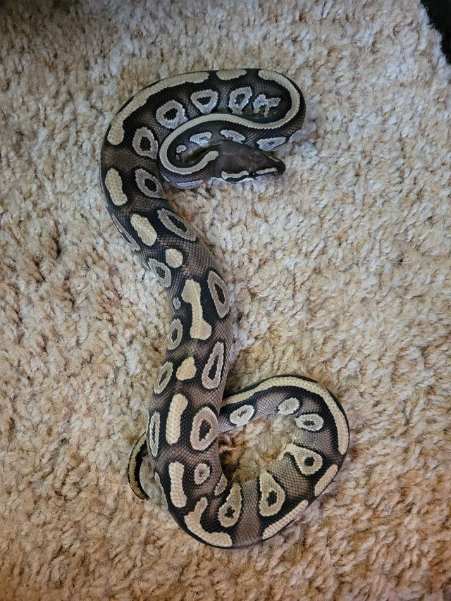 mojave ball python in Reptiles & Amphibians for Rehoming in Barrie - Image 2