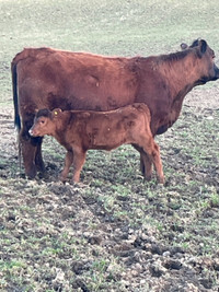 Red angus Young cow with heifer calf 