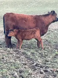 Red angus Young cow with heifer calf 