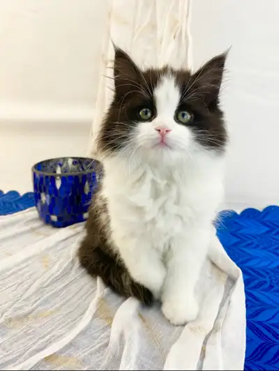 Cuddly Tuxedo Maine Coon Kitten, View more