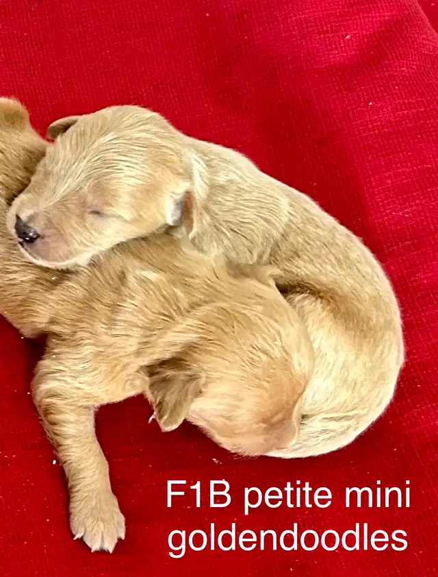 ❤️Mini and small / medium goldendoodles and cockapoos in Dogs & Puppies for Rehoming in Hamilton - Image 7