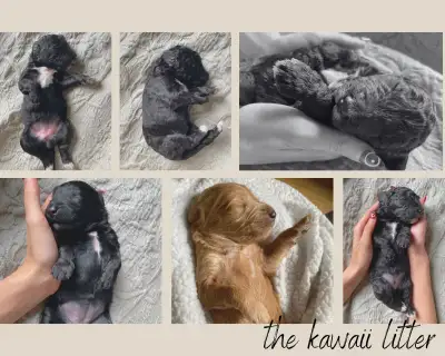 F1B Irishdoodle puppies -- 6 girls + 2 boys, View more