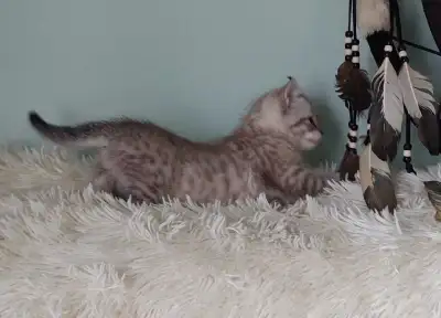 Les chatons ont reçu un vaccin,vermifuge un examen, prêt à partir non stérilisé mais demande la preu...