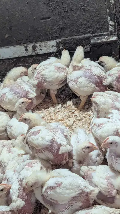 20 CORNISH X MEAT CHICKENS, View more