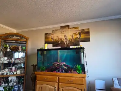 looking for African cichlids , View more