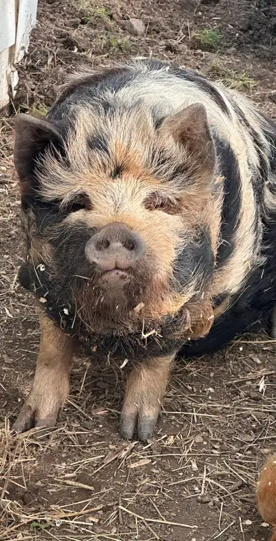 2 kune kune female free, View more