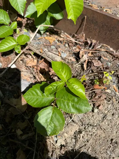 Poison Ivy/Poison Oak Contorl/Removal, View more