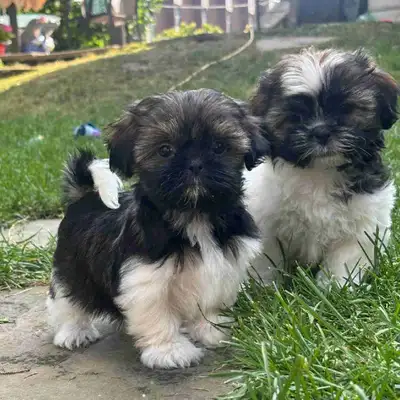 Shih Tzu puppies, View more