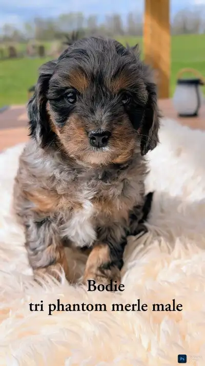 Beautiful Cavapoo Puppies, View more