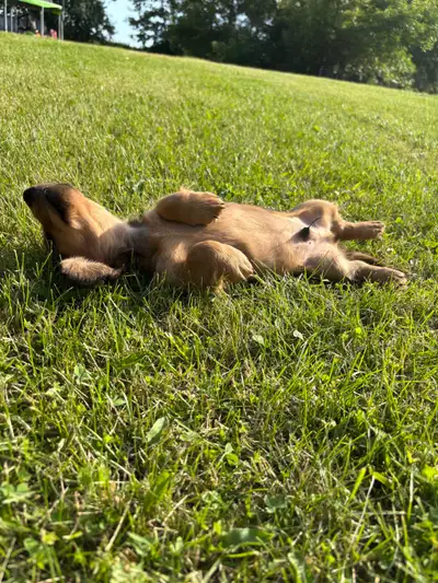 Two left! Cream Dapple  and  Red Long Haired  Dachshund Puppies, View more