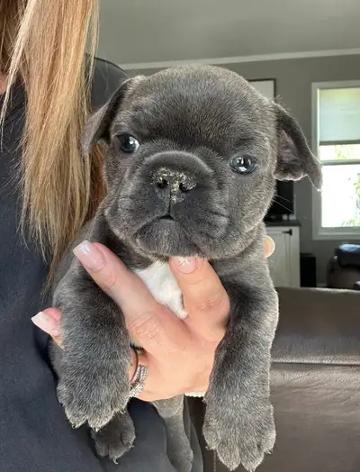 Frenchie Puppies, View more
