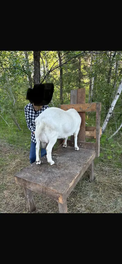 Milking goat, View more