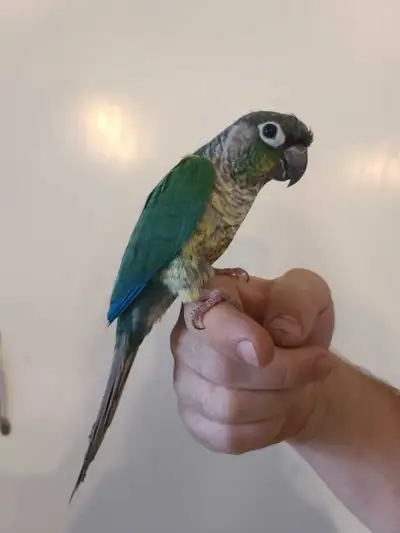 conure mâle , View more