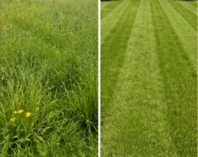 Grass cutting 502662490520954880
