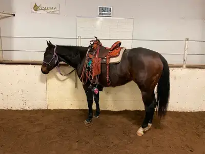 2018 AQHA Mare, View more