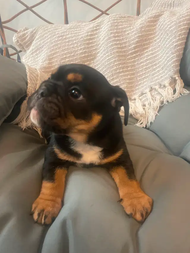 Mother’s Day special Beautiful micro English bulldog in Dogs & Puppies for Rehoming in Mississauga / Peel Region - Image 4