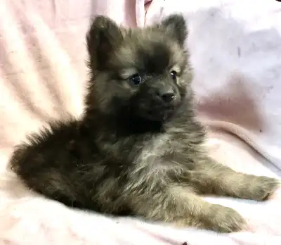 POMERANIAN PUPPIES., View more