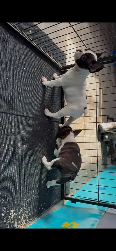 Nouvelle photo du 12 mars !!!!Plus que 2 disponible belle petite femelle bulldog français 2 noir et...