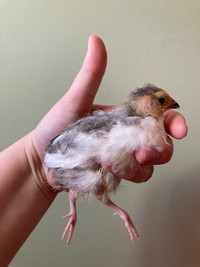 2 Week Old Celadon Quail