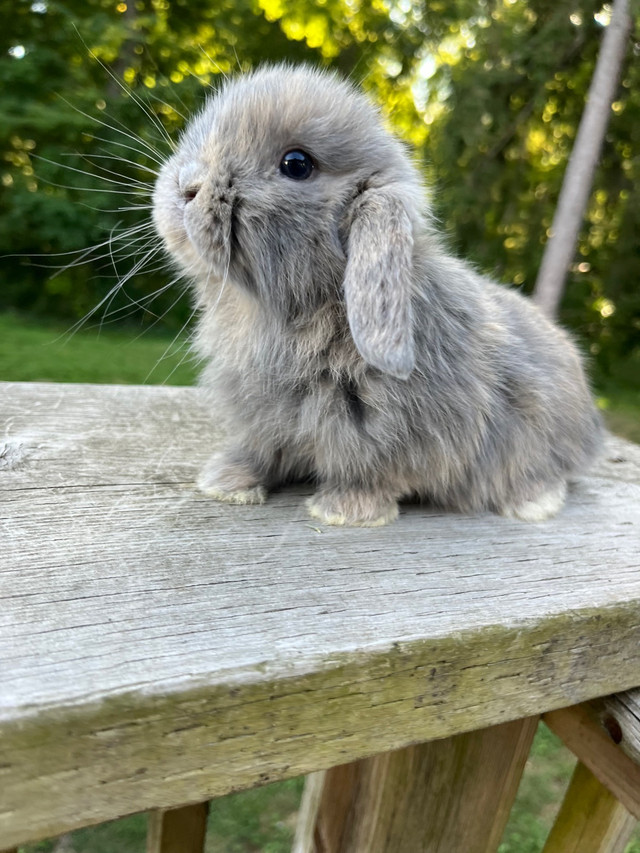 Harlequin Holland Lop baby bunny in Small Animals for Rehoming in Woodstock