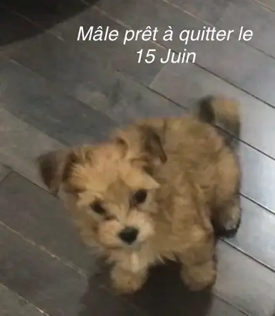 Chiot Morkie né le 12 Avril ils seront vaccinés,vermifugé,micro pucé,avec examen santé fait par le v...