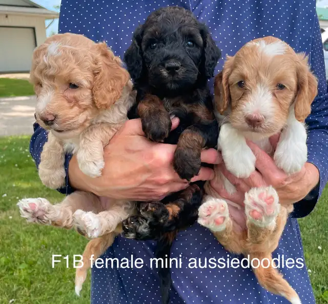 ❤️Goldendoodle mini and small/medium and mini aussiedoodle pups in Dogs & Puppies for Rehoming in Kitchener / Waterloo - Image 7