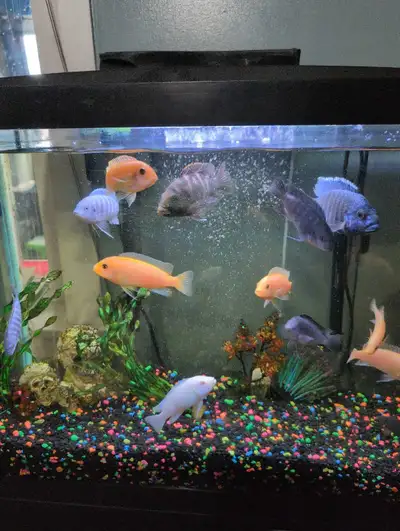 African, peacock and jewel cichlids, View more