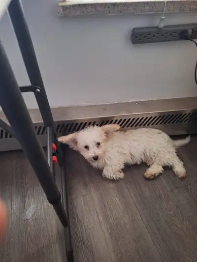 Meet our adorable Bichon Frise mix puppy, ready to find its forever home. This little one has been g...