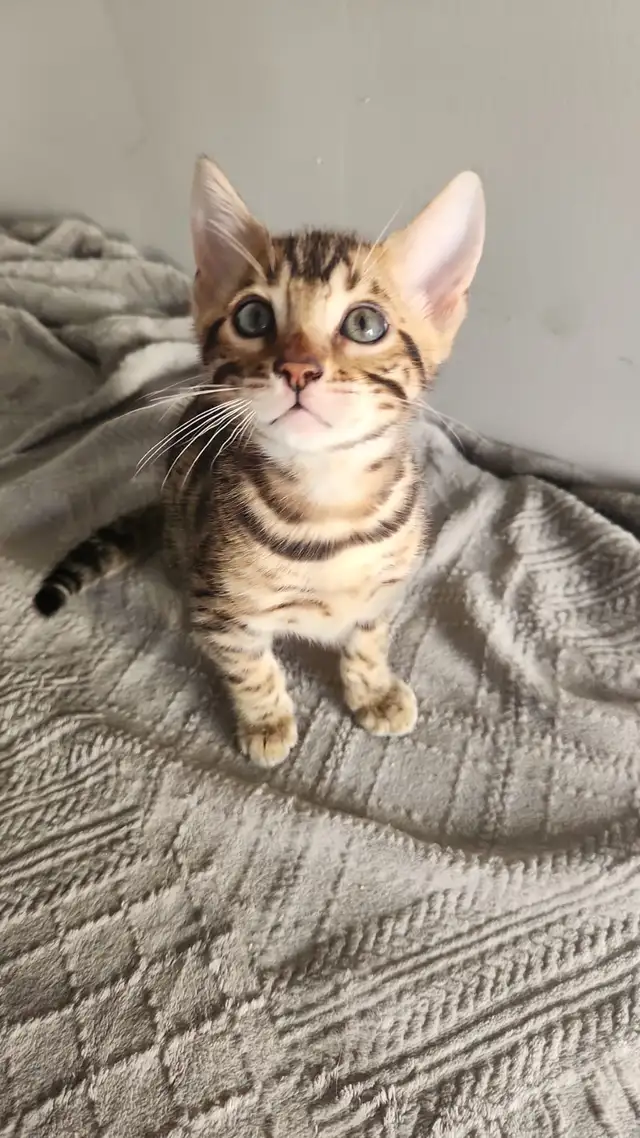 Luxury Bengal Kittens – Trained, Vet-Checked, Ready Now! in Cats & Kittens for Rehoming in Vancouver - Image 10
