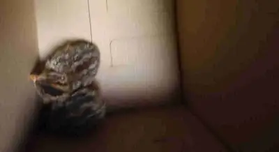 keets for sale, View more