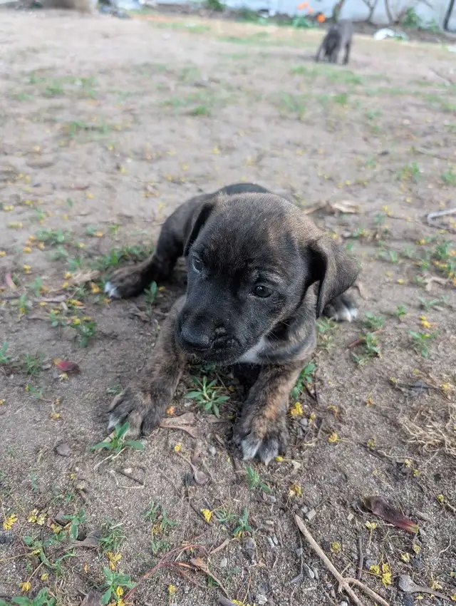 King Corso puppies in Dogs & Puppies for Rehoming in Ottawa - Image 4