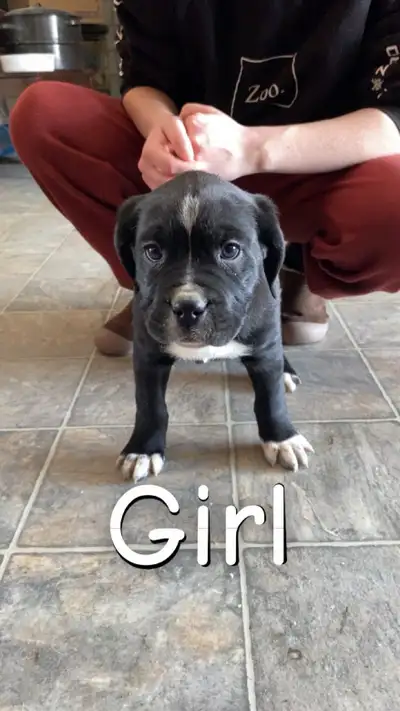 pups for sale , View more