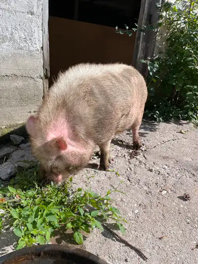 Boar male pot belly pig. About 4ish years old. Need gone. Can be aggressive. name is Gilbert. Free t...