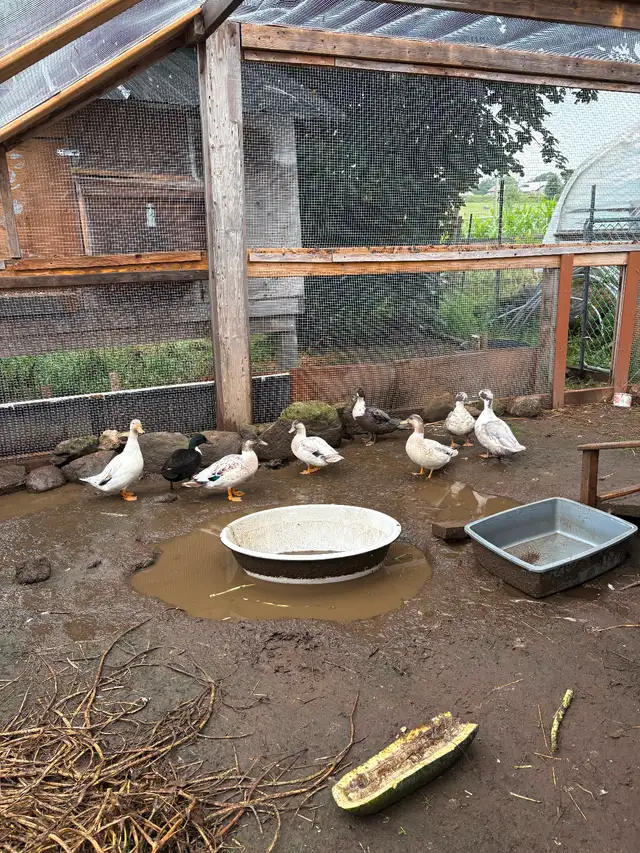 Call Ducks - Mixed in Livestock in Owen Sound - Image 4