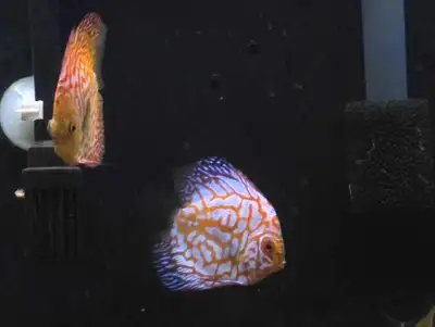 Discus 4 pouces en très bonne santé 1 pour 60$ ou 2 pour 100$