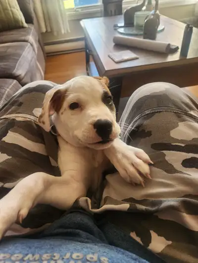 Petite chienne croisee belle comme une coeur, View more