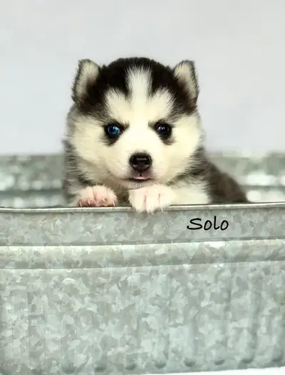 Toy and Standard Sized Pomsky Puppies!, View more