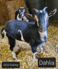 Registered Nigerian Dwarf goats