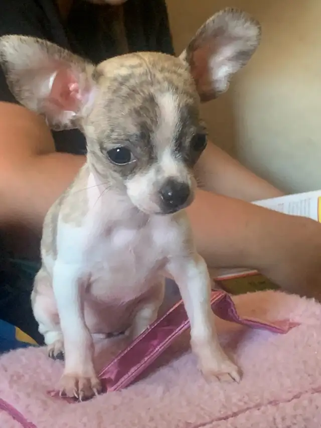 rare brindle pattern pure bred female chihuahua for sale in Dogs & Puppies for Rehoming in City of Toronto - Image 10